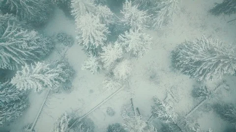 Drone Shot Of A Forest Stock Footage 127115483