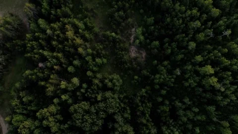 Drone Shot of Forest Stock Footage 246267763