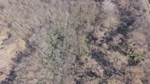 Drone shot of forest landscape with river cutting through woodland Video stock 331506061