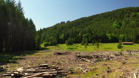 Drone shot of a forest logging operations in Portland Stock Footage 341865460
