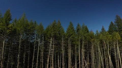 Drone shot of a forest logging operations in Portland Stock Footage 341865912