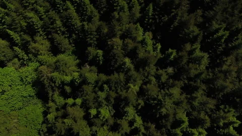 Drone shot of a forest logging operations in Portland Stock Footage 341866080