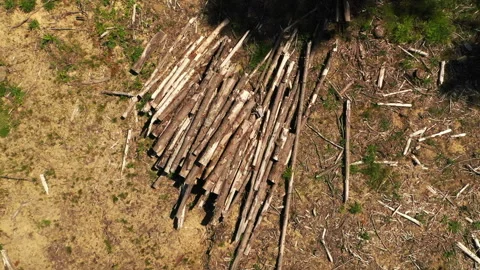 Drone shot of a forest logging operations in Portland Stock Footage 341866370