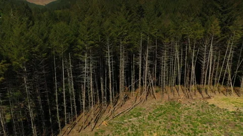 Drone shot of a forest logging operations in Portland Stock Footage 341866968