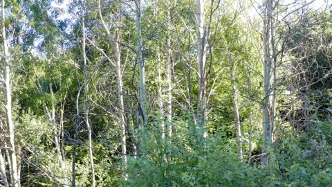 Drone shot of a forest in the mountains Stock Footage 137519424