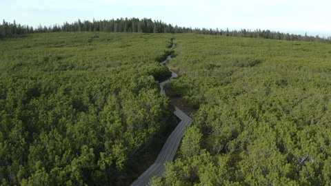 Drone Shot Of A Forest Path Stock Footage 136156487