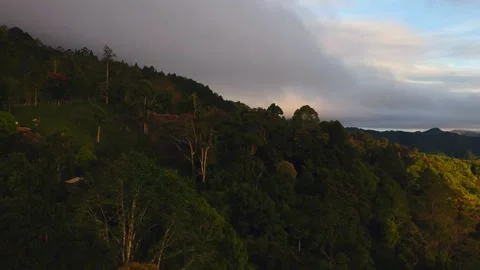 Drone shot of forest with tall trees and thick vegetation during sunset Stock Footage 135854178