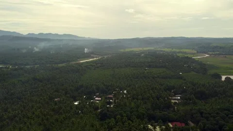 Drone shot of forest with trees Video stock 230609811