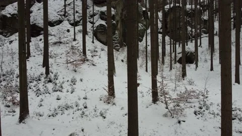 Drone shot of a forest in winter Stock Footage 148051321