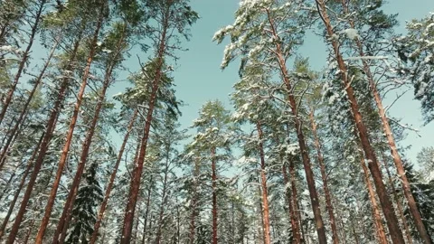 Drone Shot In The Forest In Winter Stock Footage 238617483