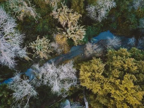 A drone shot of a forest with wispy trees around a small stream. Stock Photos