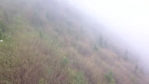 Drone shot of forested hill with pine trees on a misty day Stock Footage 134576763