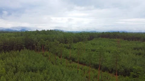 Drone shot of a forrest on a cloudy day Stock Footage 332523106