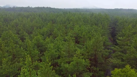 Drone shot of a forrest on a cloudy day Stock Footage 332523114