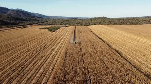 Drone shot from the front on harvester machine in wheat field Stock Footage 202269624