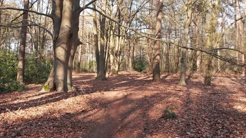 Drone shot gliding over a forest path with beech trees and leaves on the ground. Stock Footage 127574230