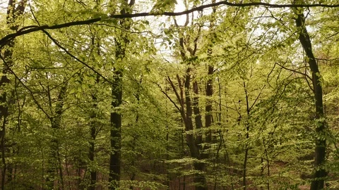 Drone Shot Gliding Through Forest in Between Trees Stock-Footage 115445917