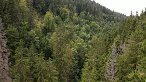 Drone shot going up green forest Stock Footage 193635309