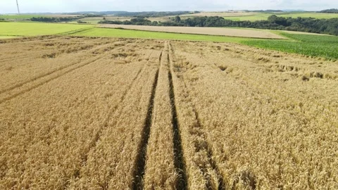 Drone shot of grain field that was a little bit damaged by the wind Stock Footage 164422885