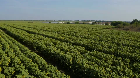 Drone shot of green fields and flower plants rows in 4K top aerial view Stock Footage 160624842