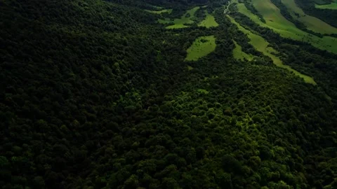 Drone shot of a green forest at summer at a daytime. cloudy Stock Footage 252736452
