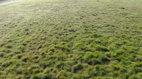 Drone shot of green grass during winter,  these green leaves are a family of Stock Footage 124202890