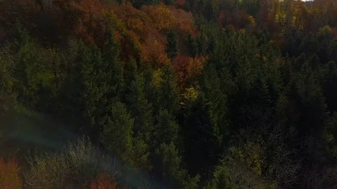 Drone shot of green trees in the dense forest Stock Footage 120457924
