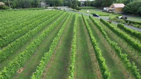 A drone shot of a green vineyard  Stock Footage 219575527