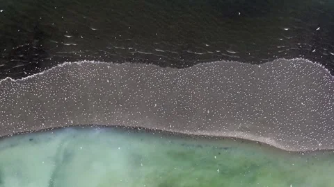 Drone shot of gulls on a beach surrounded by the herring spawn on a rocky beach Stock Footage 345174495