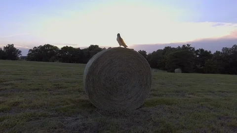  Drone shot of a hawk on a hay bale with sunset in the background 库存影片 92097488