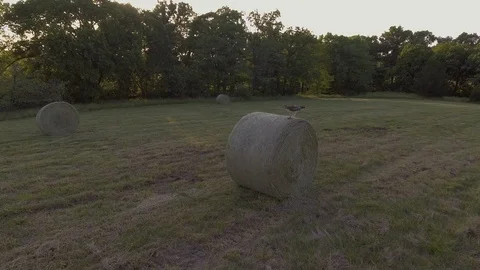 Drone shot of a hawk on hay bale eating a rodent 库存影片 92263207