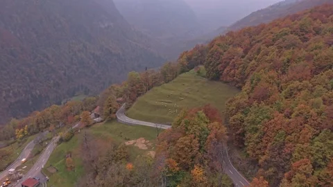 Drone shot of herd of cows moving through Cerentino’s narrow streets. Stock Footage 321486312