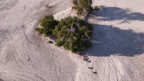 A drone shot of a herd of goats sheltering behind a large tree in the Wilaya Stock Footage 338052027