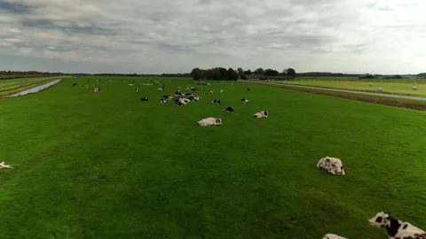 Drone Shot of Herd on Green Fields – 4K Footage, Netherlands 動画素材 317847613