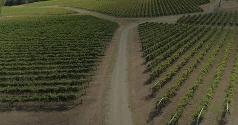 Drone Shot - High Angle of Rows of Vines in Vineyard Video stock 94093354