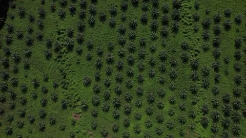 Drone shot high up looking down on farm in Africa Stock Footage 312636438