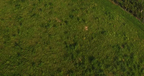 Drone Shot Hill And Large Vineyard Stock Footage 90556622