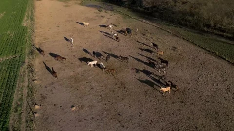 Drone shot of horses roaming a dusty farmland clearing near green fields 스톡 동영상 343572155
