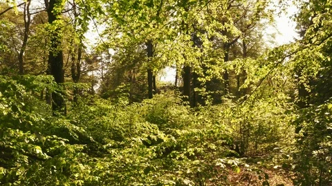 Drone Shot Hovering Through the Forest Bushes Stock-Footage 115443918