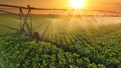 Drone Shot Of Irrigation System Watering Sugar Beet Field At Sunset Stock Footage 281007380
