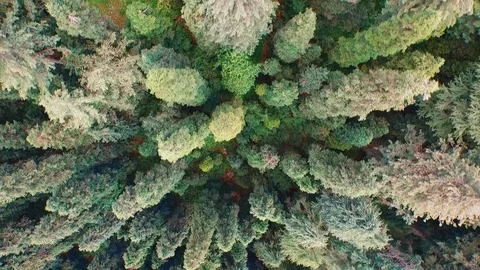 Drone shot of Jungle Stock Footage 114652698