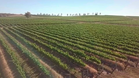 Drone shot of kangaroos running through a vineyard in rural Australia Stock Footage