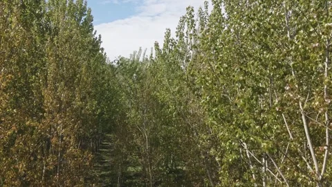 Drone shot of a lake Video stock 253097356