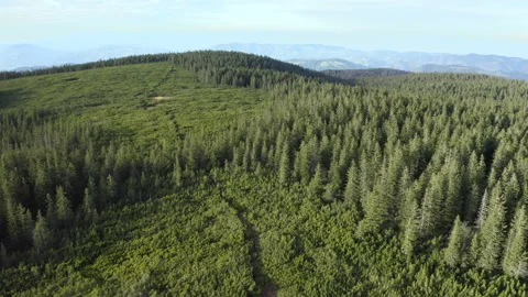 Drone Shot Of A Lake In Forest Stock Footage 136156420