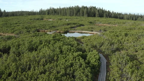Drone Shot Of Lakes In Forest Stock Footage 136157683