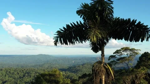 Drone shot of a large palm tree showing the large green leaves Stock Footage 142758379