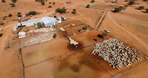 Drone shot of large sheep shearing operation in Outback NSW, Australia. Stock Footage 86606383