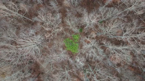 Drone shot of a leafless forest in the early stages of fall Stock Footage 167110231