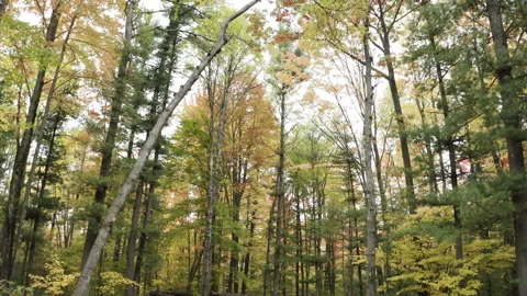 Drone shot of leaves falling around trees Stock Footage 141505443