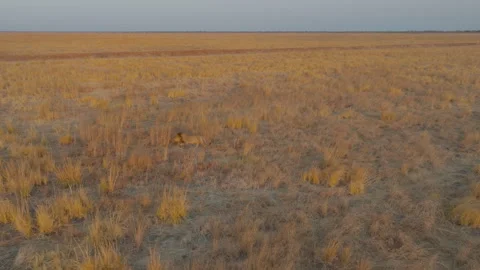 Drone shot of lion walking at sunset in Hwange National Park Zimbabwe Stock Footage 337446061